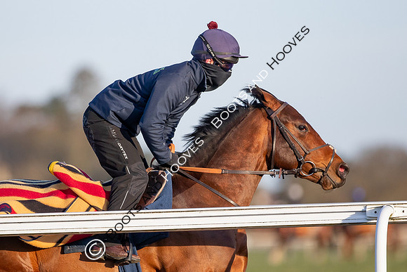 Newmarket Gallops