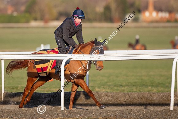 Newmarket Gallops