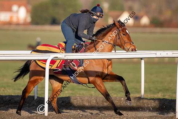 Newmarket Gallops