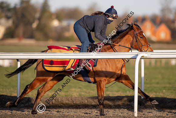 Newmarket Gallops