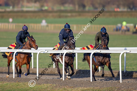 Newmarket Gallops