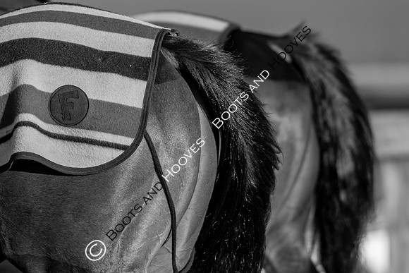 Newmarket Gallops