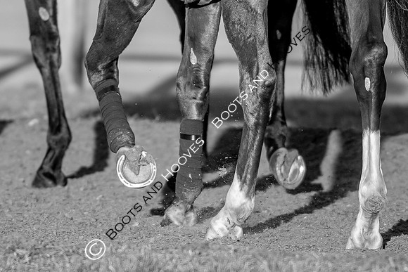 Newmarket Gallops