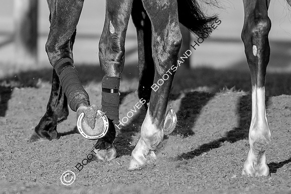 Newmarket Gallops