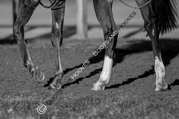 Newmarket Gallops