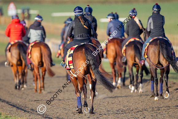 Newmarket Gallops