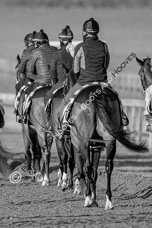 Newmarket Gallops