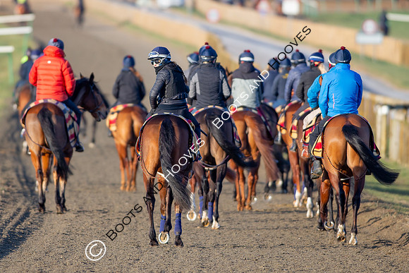 Newmarket Gallops