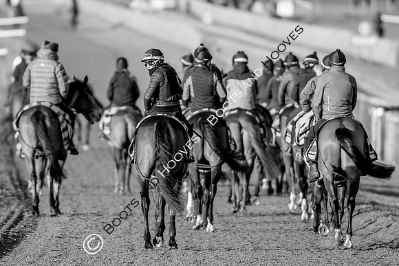 Newmarket Gallops