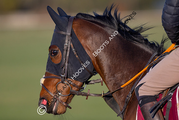 Newmarket Gallops