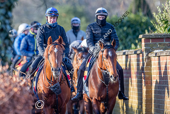 Newmarket Gallops
