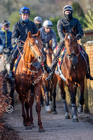 Newmarket Gallops