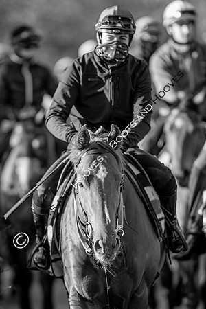 Newmarket Gallops