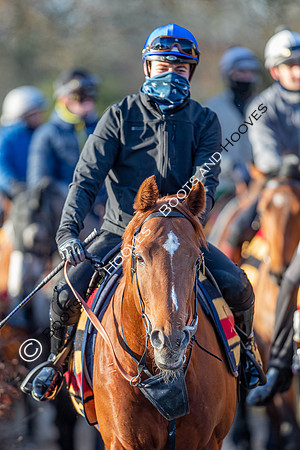 Newmarket Gallops