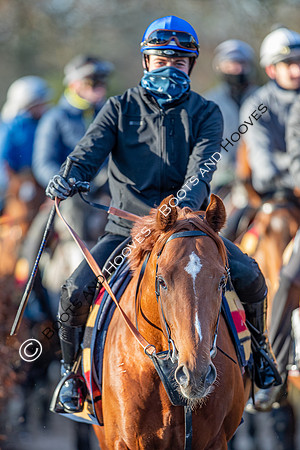 Newmarket Gallops