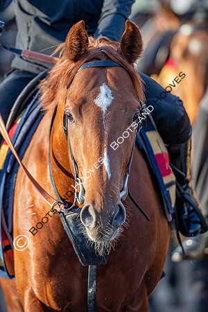 Newmarket Gallops