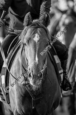 Newmarket Gallops