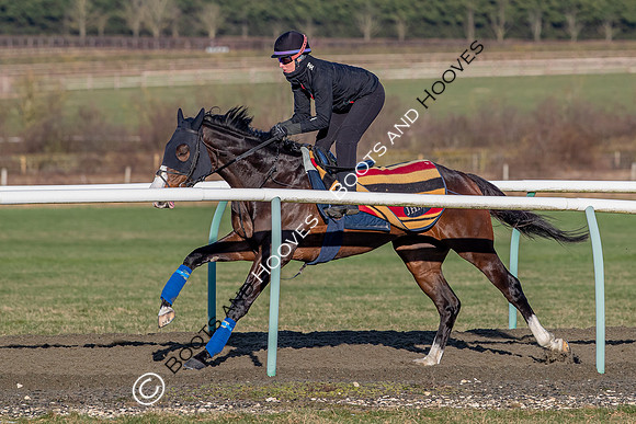 Newmarket Gallops
