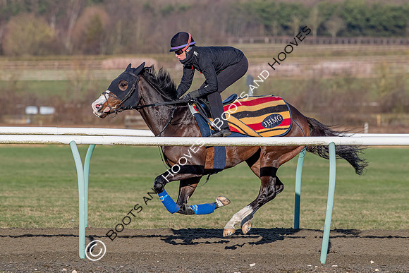 Newmarket Gallops
