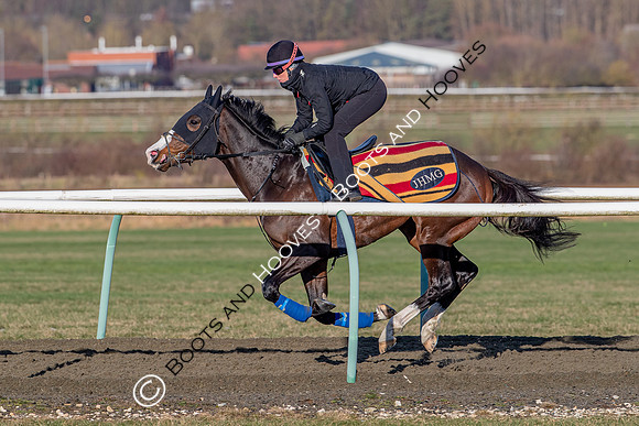 Newmarket Gallops