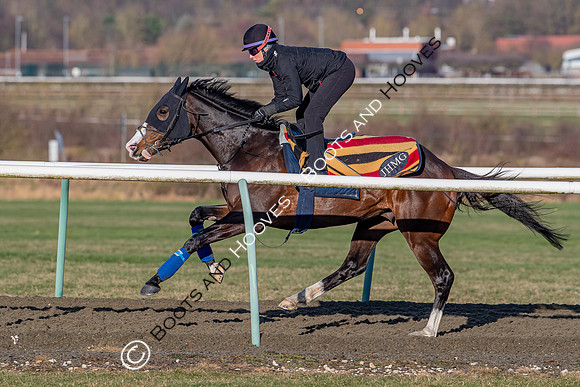 Newmarket Gallops