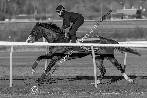 Newmarket Gallops
