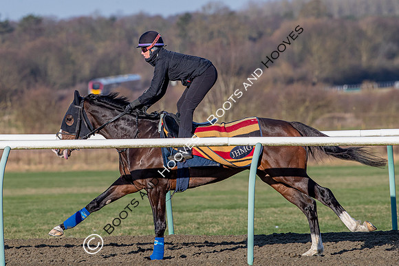 Newmarket Gallops