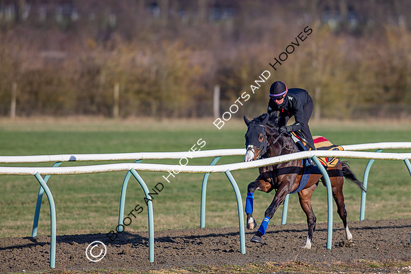 Newmarket Gallops