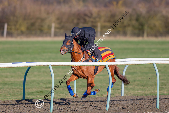 Newmarket Gallops