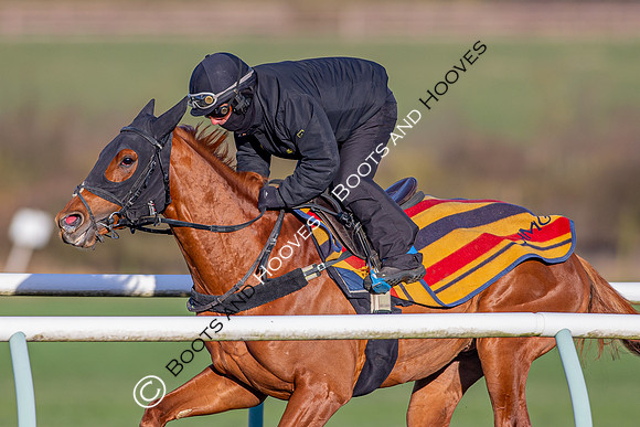 Newmarket Gallops