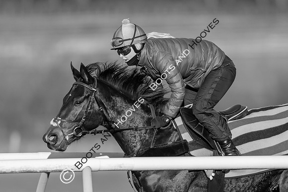 Newmarket Gallops