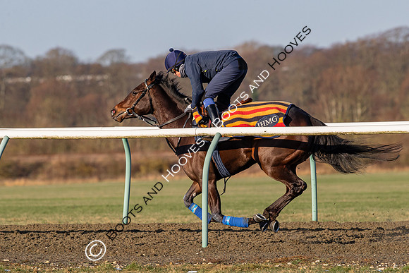 Newmarket Gallops