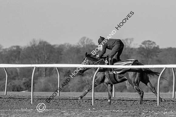 Newmarket Gallops