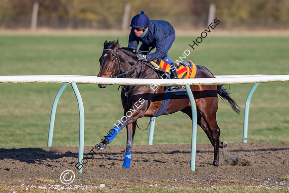 Newmarket Gallops