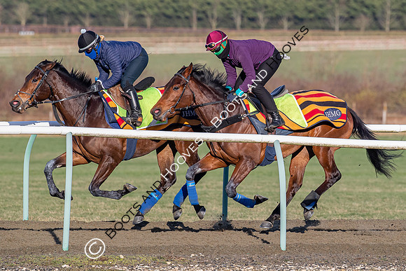 Newmarket Gallops