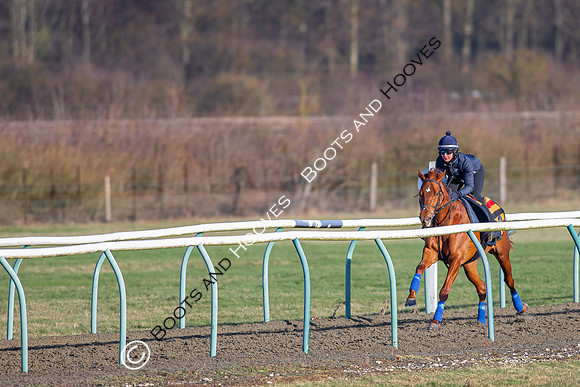 Newmarket Gallops