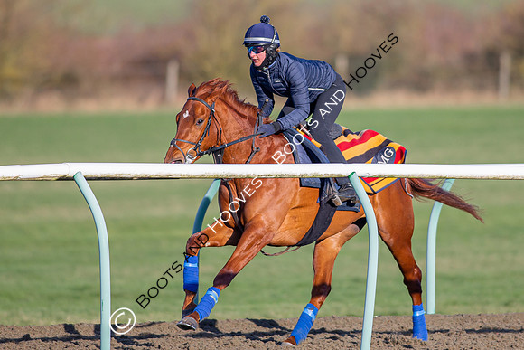 Newmarket Gallops