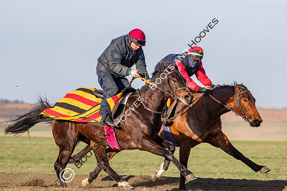 Newmarket Gallops