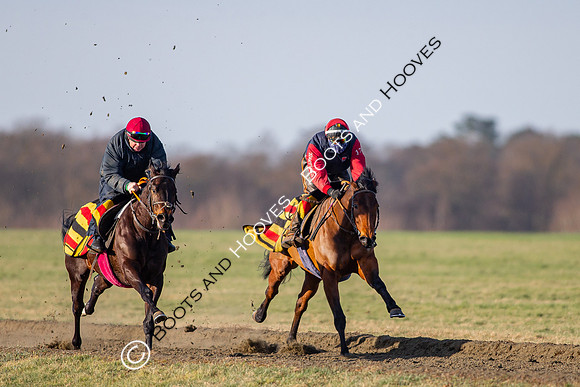 Newmarket Gallops