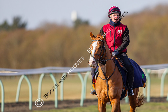 Newmarket Gallops