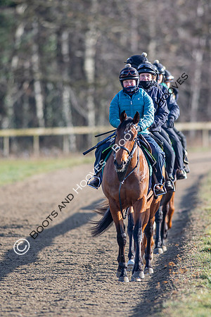 Newmarket Gallops