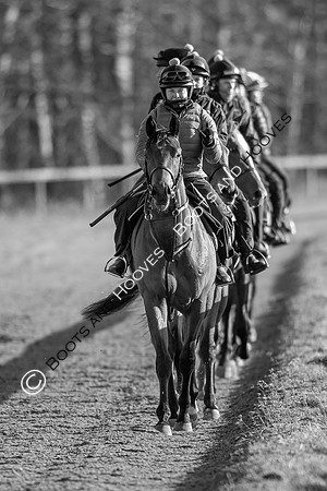 Newmarket Gallops