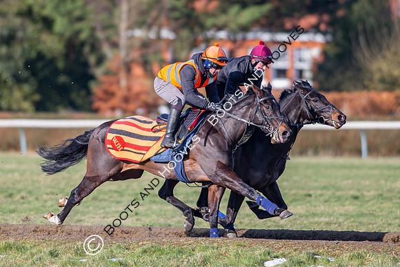 Newmarket Gallops