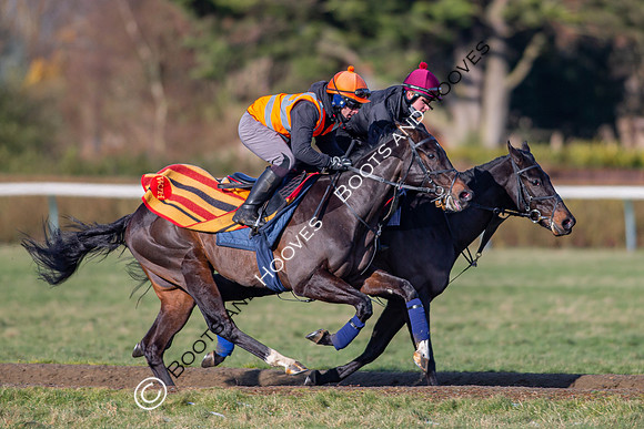 Newmarket Gallops