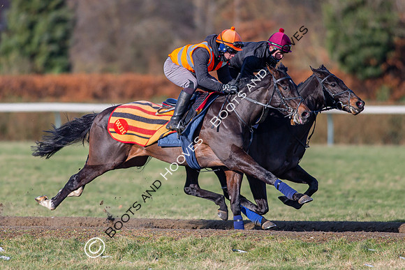 Newmarket Gallops