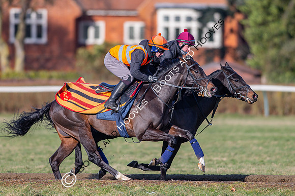 Newmarket Gallops