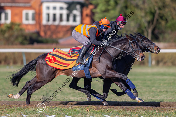 Newmarket Gallops