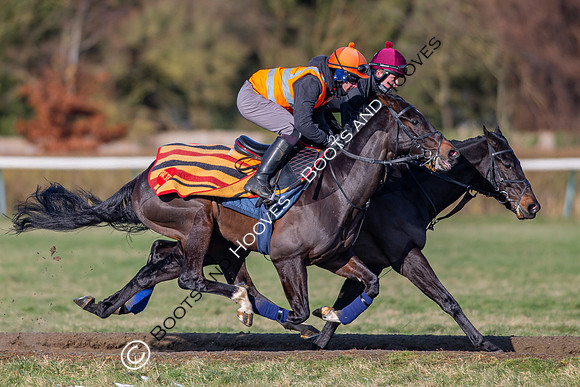 Newmarket Gallops