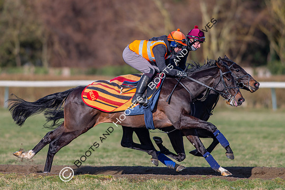 Newmarket Gallops
