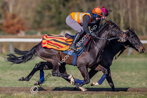 Newmarket Gallops